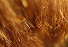 Haarprobleem - Gespleten haarpunten